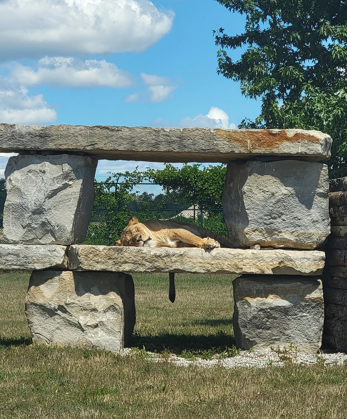 African lion safari