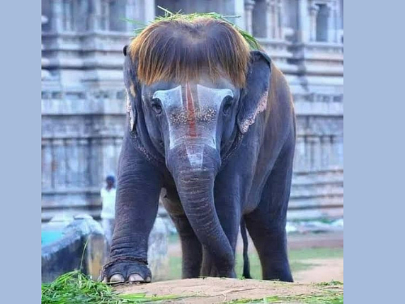 மன்னார்குடி கோயில்: `பாப் கட்டிங் புகழ்' செங்கமலம் யானைக்கு பத்து லட்ச ரூபாய் செலவில் நீச்சல் குளம்!