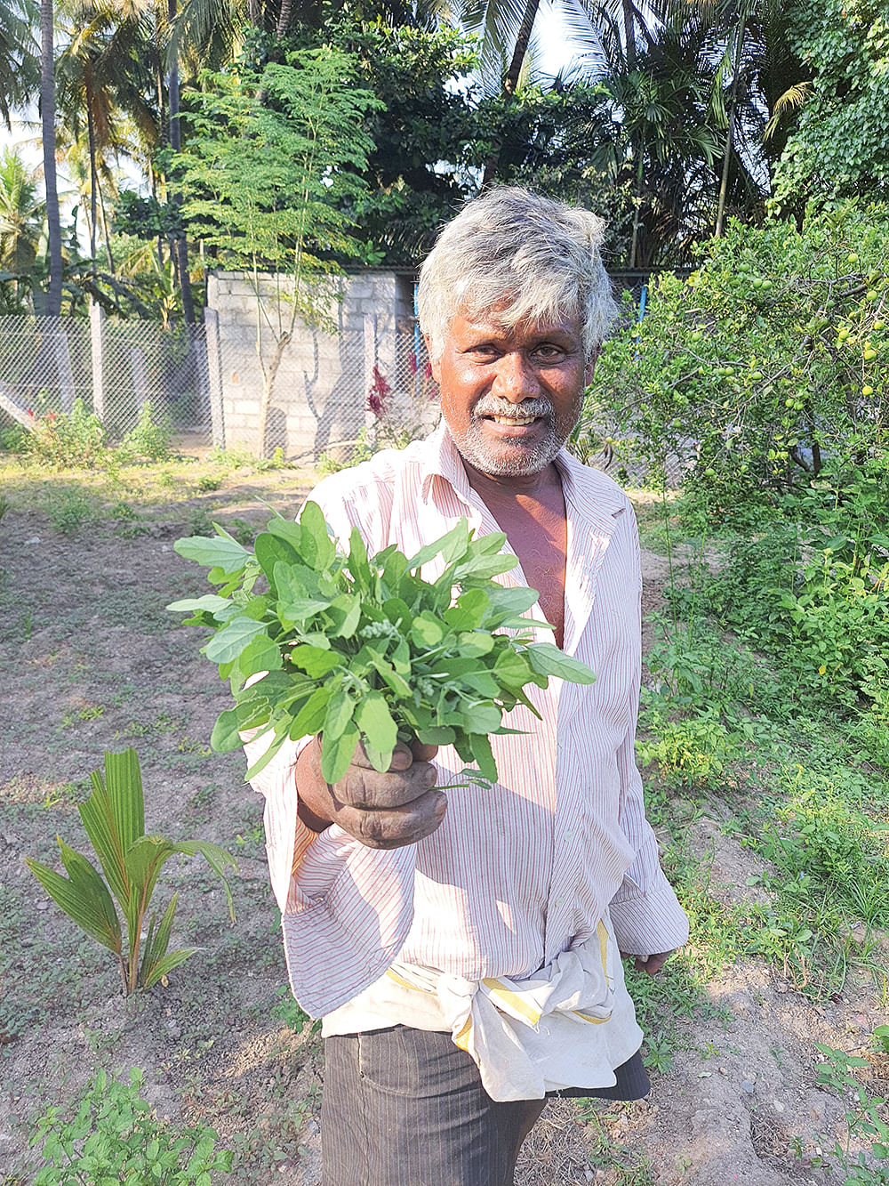 சக்கரவர்த்திக் கீரையுடன் மாதேசன்