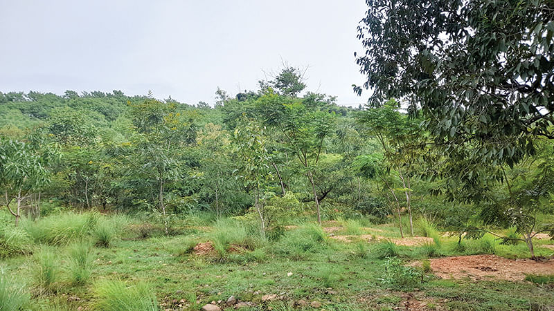 வளர்ந்து வரும் மரங்கள்