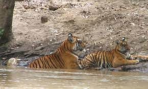 இளைபாறும் புலிகள்
