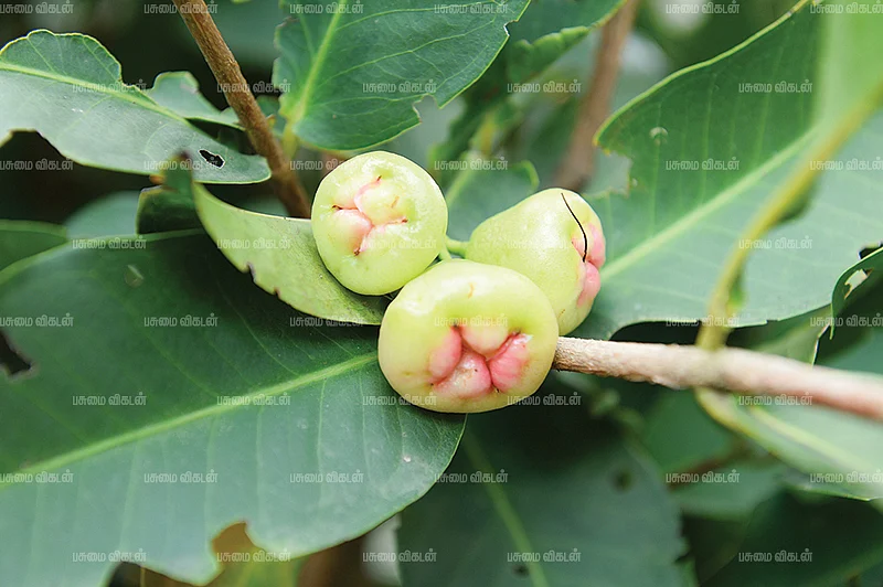 வாட்டர் ஆப்பிள்