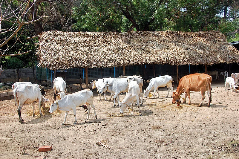 மாடுகள்
