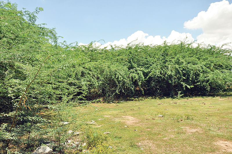 சீமைக்கருவேல மரங்கள்