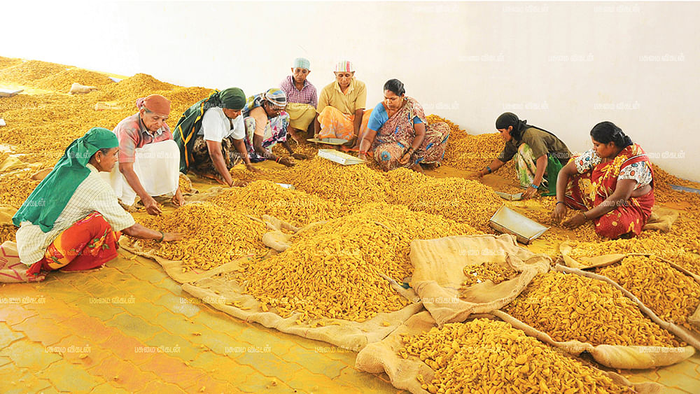 மஞ்சள் தரம் பிரித்தல்