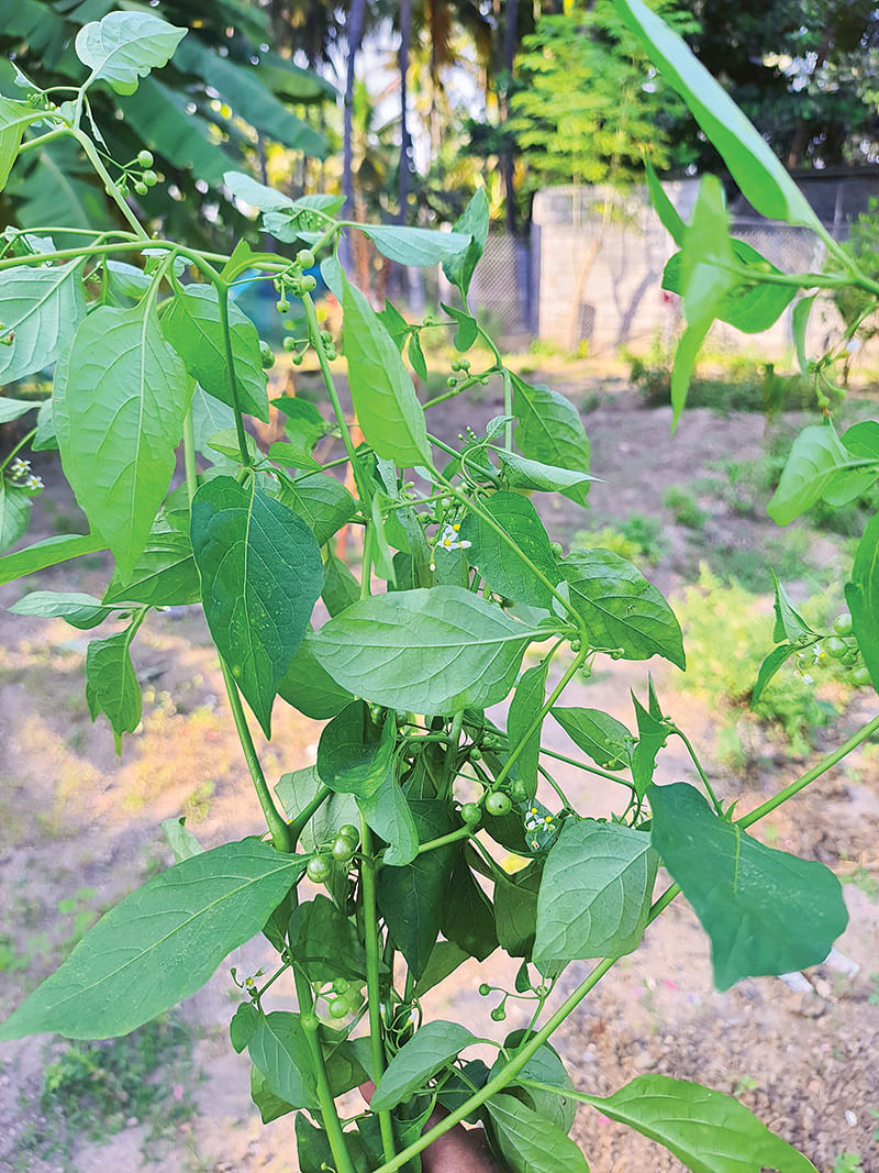 மணத்தக்காளி கீரை