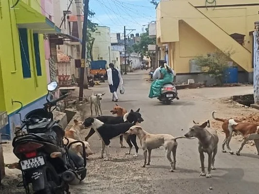 நாய் கடித்ததைப் பெற்றோரிடம் கூறாமல் மறைத்த பள்ளிச் சிறுவன்; இறுதியில் உயிரைக் குடித்த அலட்சியம்!