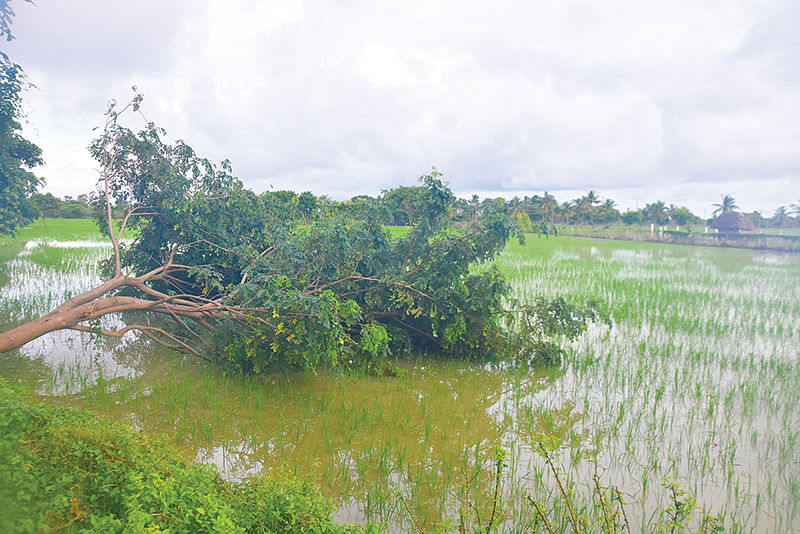 நெல் வயலில் விழுந்த மரம்