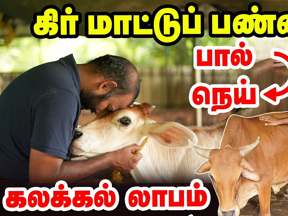 இங்கிருக்கும் மாடுகள் எங்களுடைய Family மாதிரி... | கிர் மாட்டுப் பண்ணையில் கலக்கும் இளைஞர்