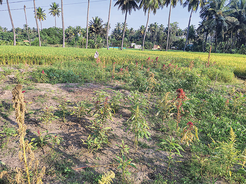 கீரை சாகுபடி வயல்