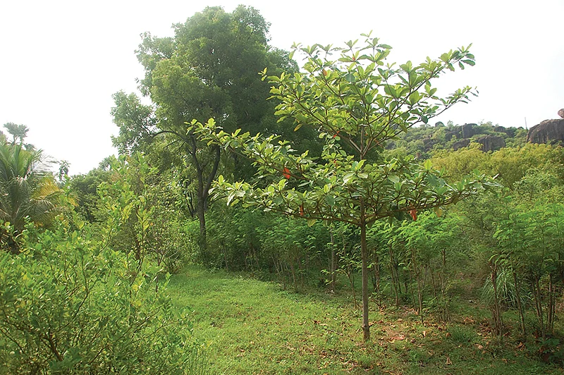 பண்ணையில்