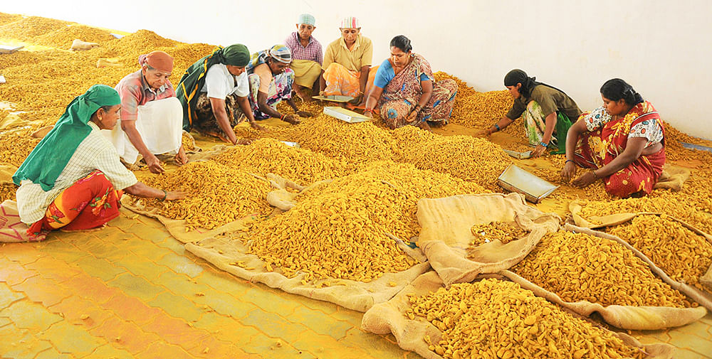 தரம் பிரிக்கும் பணி