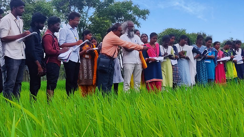 பாரம்பரிய நெல் ரகங்கள்