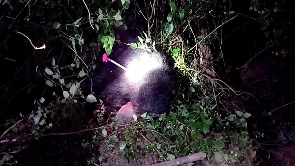 கடையம் அருகே 3 பேரை கடித்து குதறிய கரடி திடீர் உயிரிழப்பு: அளவுக்கு அதிகமாக மயக்க மருந்து செலுத்தப்பட்டதா? கடையம் அருகே 3 பேரை கடித்து குதறிய கரடி திடீர் உயிரிழப்பு: அளவுக்கு அதிகமாக மயக்க மருந்து செலுத்தப்பட்டதா?