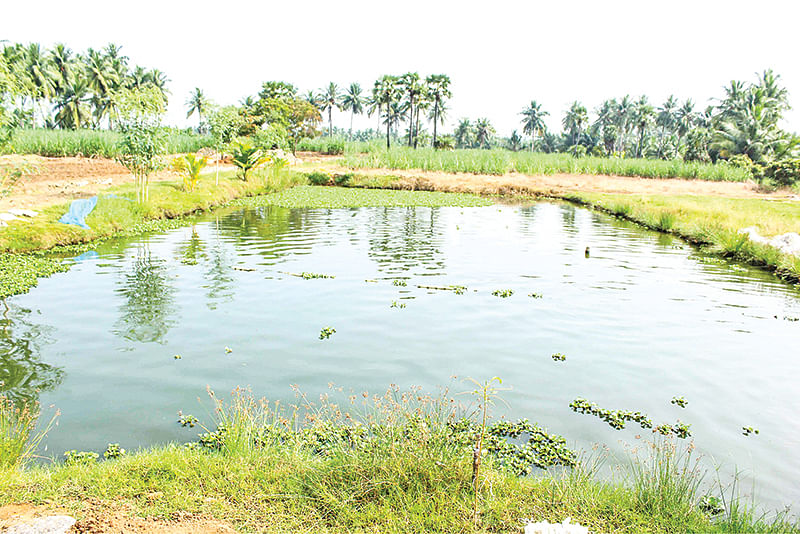 மீன் குளம்