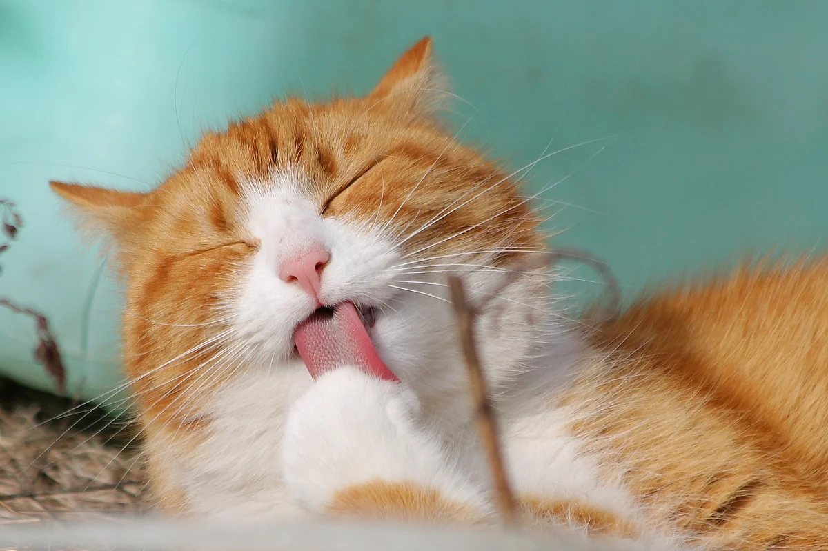 Cat (Representational image)