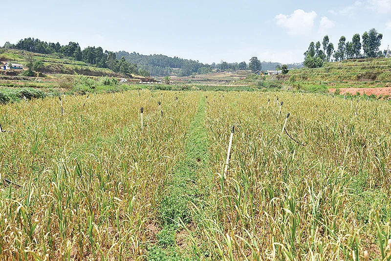 மலைப்பூண்டு வயல்