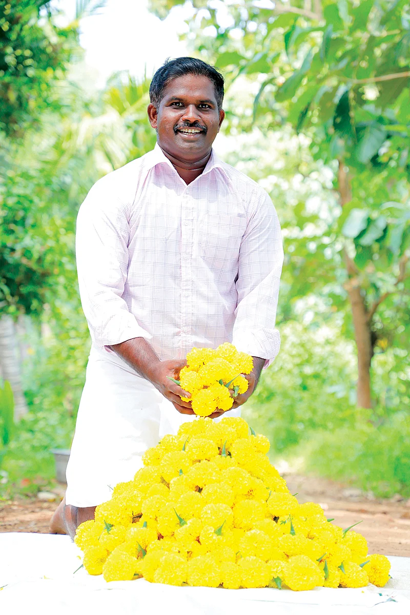 செண்டுமல்லி