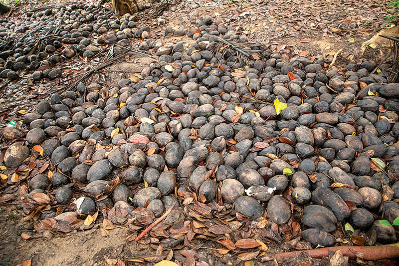 தேங்காய்கள்