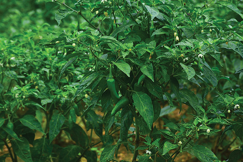 மிளகாய்
