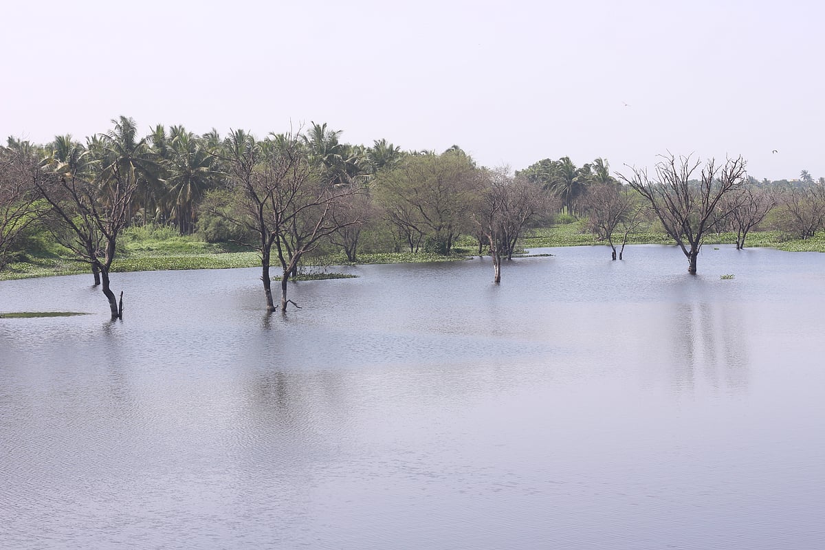 கோவை: லஞ்சப் பணத்துடன் குளத்தில் குதித்த VAO - சேஸ் செய்து பிடித்த போலீஸ்