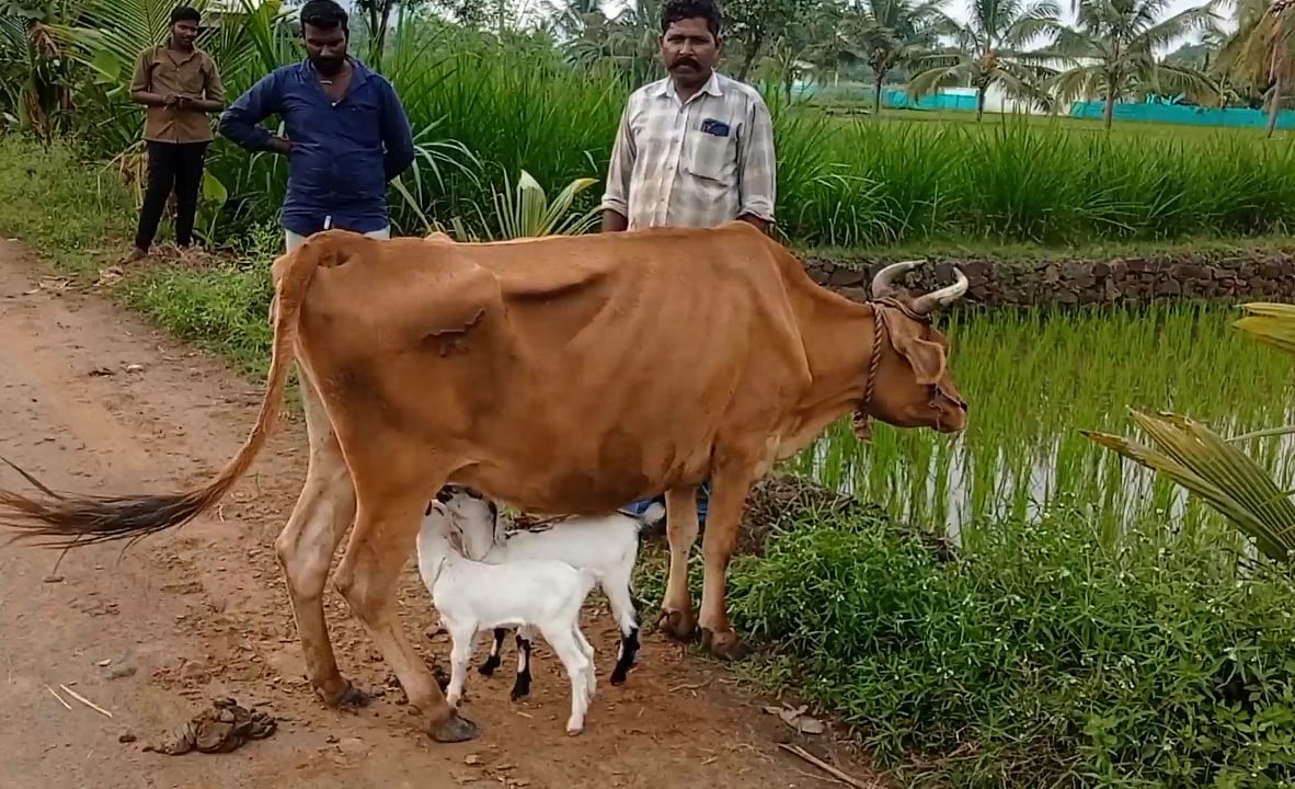 தாயை இழந்த ஆட்டுக்குட்டிகள், பரிவோடு பாலூட்டும் பசு; ராசிபுரம் நெகிழ்ச்சி!
