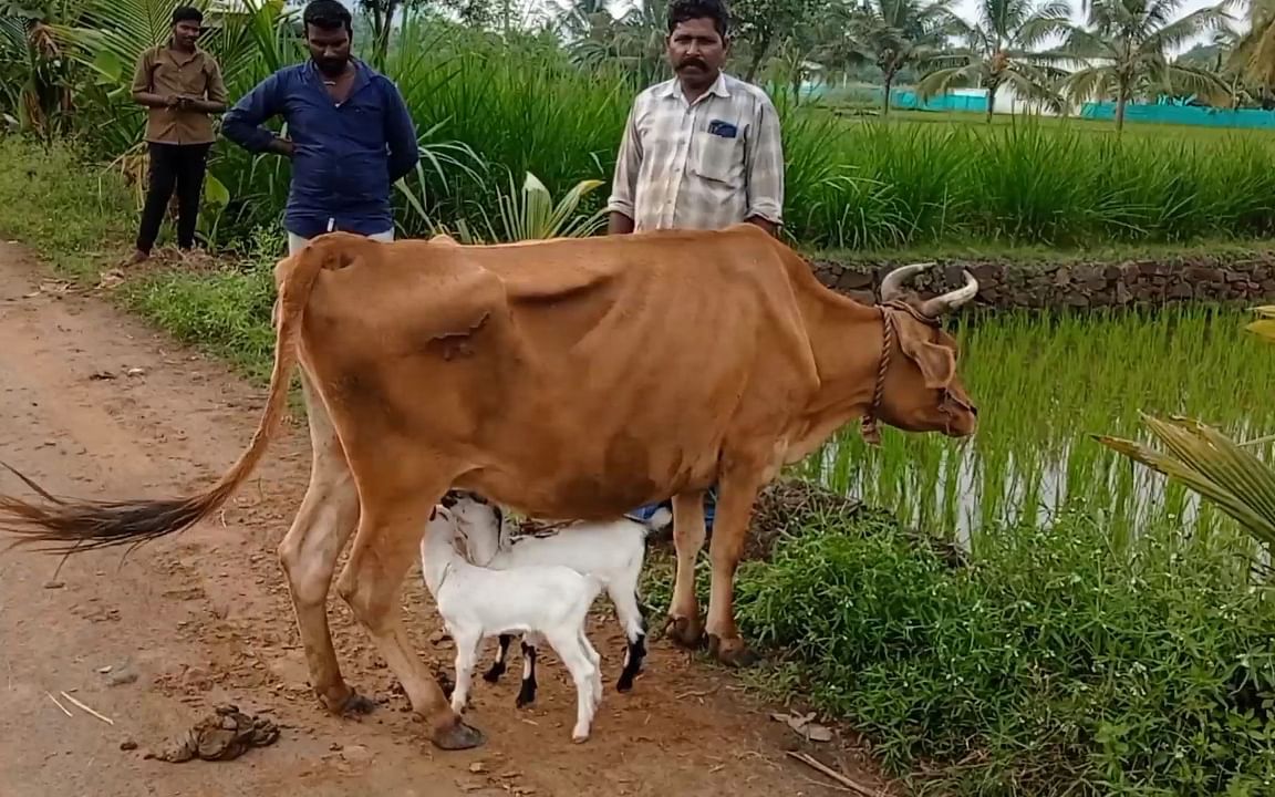 தாயை இழந்த ஆட்டுக்குட்டிகள், பரிவோடு பாலூட்டும் பசு; ராசிபுரம் நெகிழ்ச்சி!
