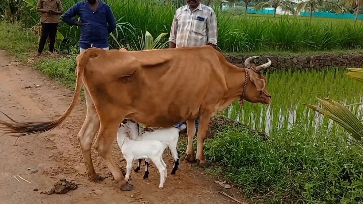 ஆட்டுக்குட்டிகளுக்கு பால் கொடுக்கும் பசு