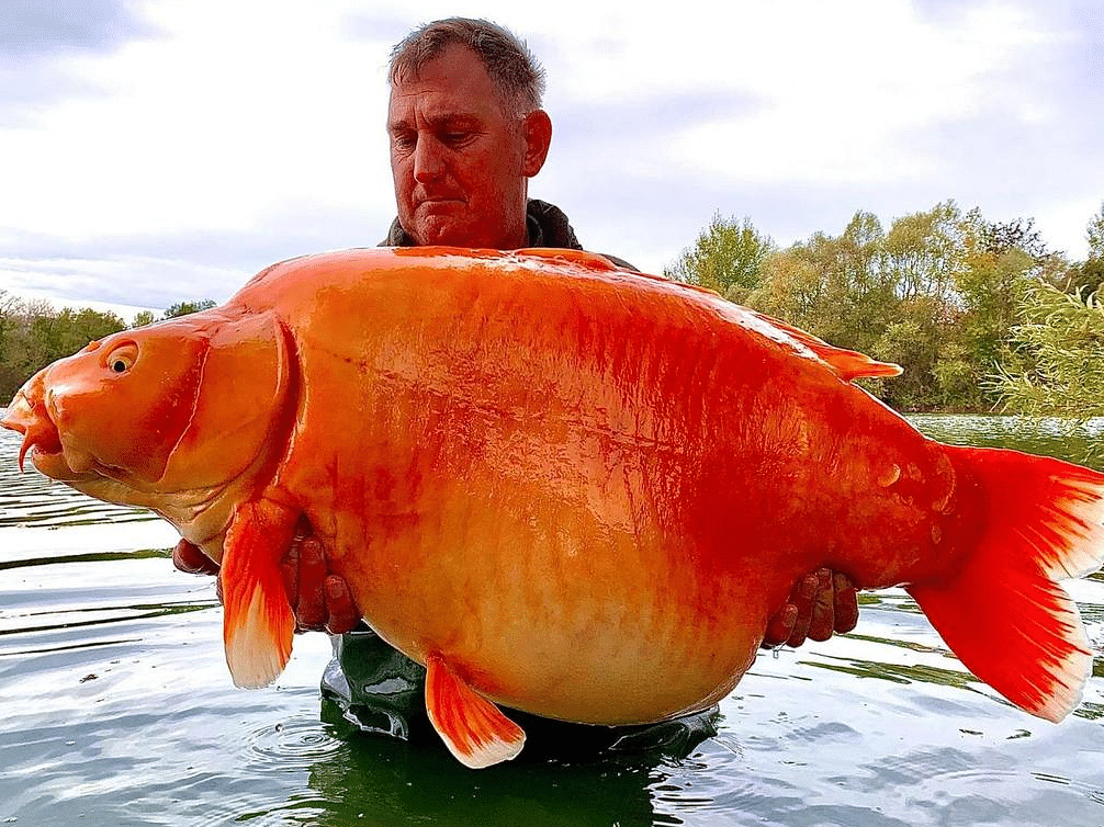 Fisherman Andy Hackett with goldfish
