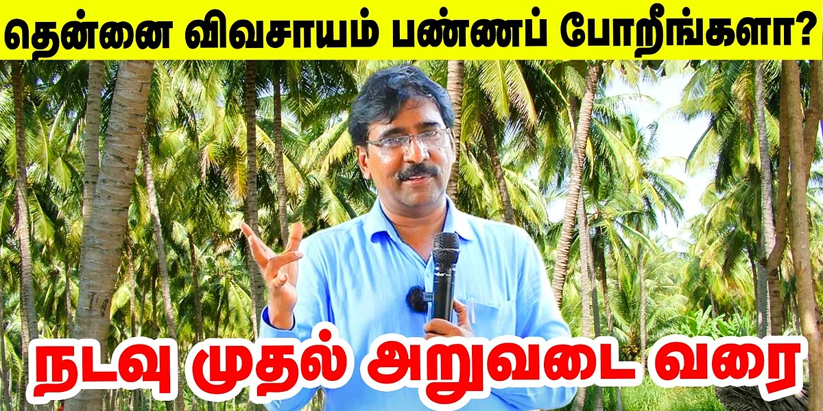 தென்னை விவசாயம்