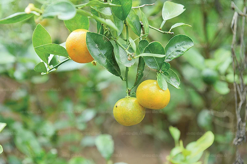 எலுமிச்சை