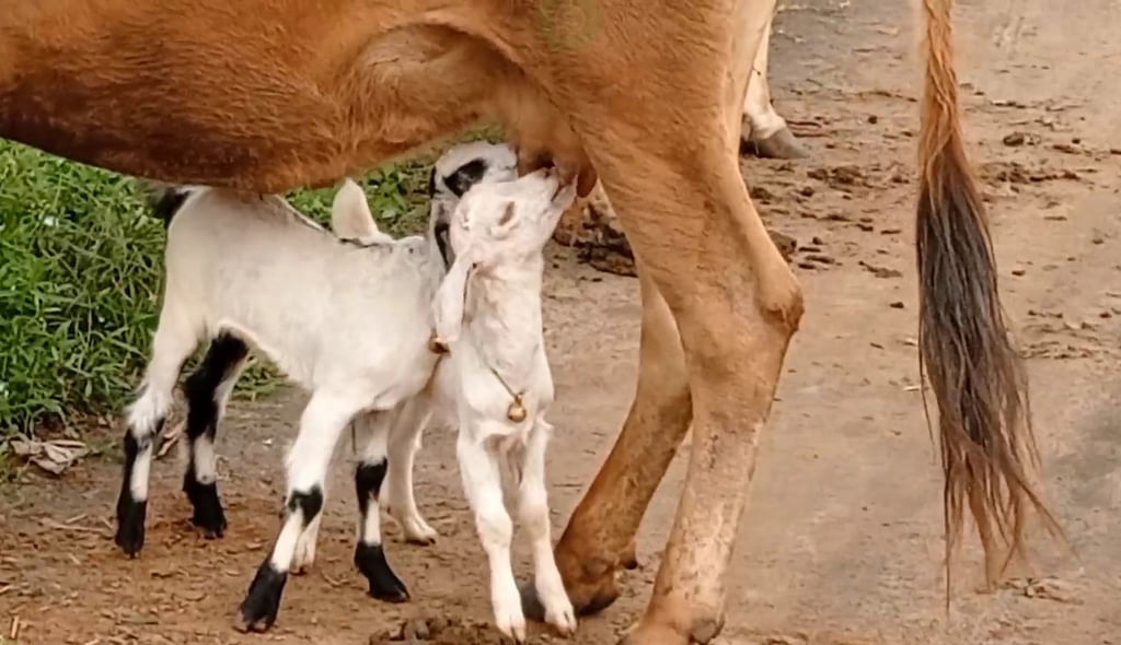 ஆட்டுக்குட்டிகளுக்கு பால் கொடுக்கும் பசு