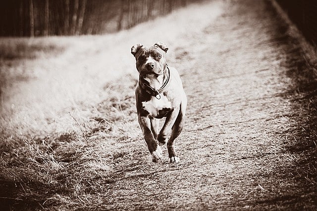 8 மாத குழந்தைக் கருவை வாயில் கவ்வியபடி சுற்றித்திரிந்த நாய்! - மருத்துவமனையில் பரபரப்பு