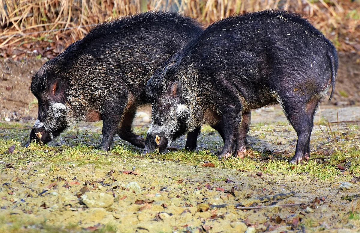 Wild boar