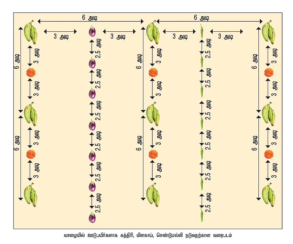 வாழையில் ஊடுபயிர்களாக கத்திரி, மிளகாய், செண்டுமல்லி நடுவதற்கான வரைபடம்