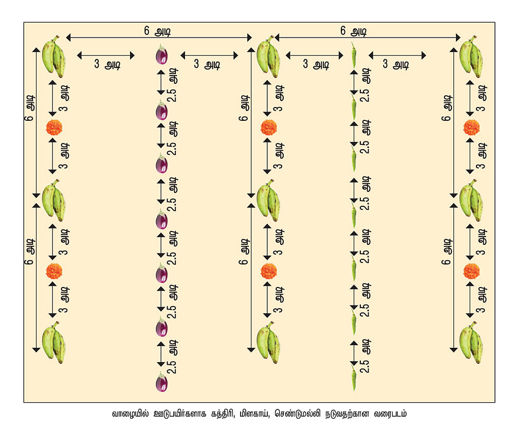 வாழையில் ஊடுபயிர்களாக கத்திரி, மிளகாய், செண்டுமல்லி நடுவதற்கான வரைபடம்