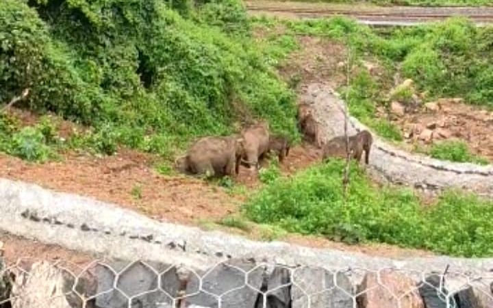 நீலகிரி: சாலையேரம் சறுக்கிச் சென்ற யானைகள்; கான்கிரீட்க்கு பதில் புல் தரை... நெடுஞ்சாலைத்துறை!