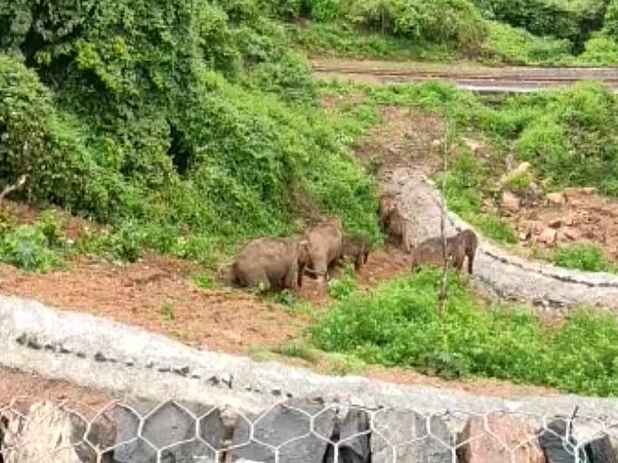 நீலகிரி: சாலையேரம் சறுக்கிச் சென்ற யானைகள்; கான்கிரீட்க்கு பதில் புல் தரை... நெடுஞ்சாலைத்துறை!