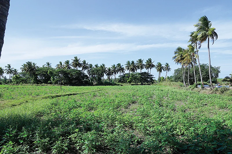 எள் வயல்