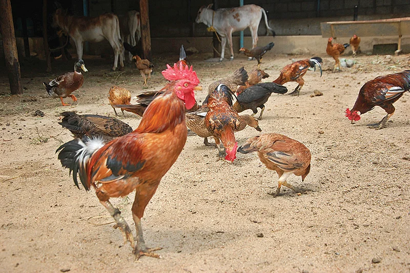 கோழிகள்