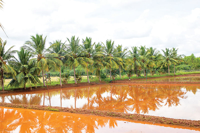 நடவுக்குத் தயாராக வயல்