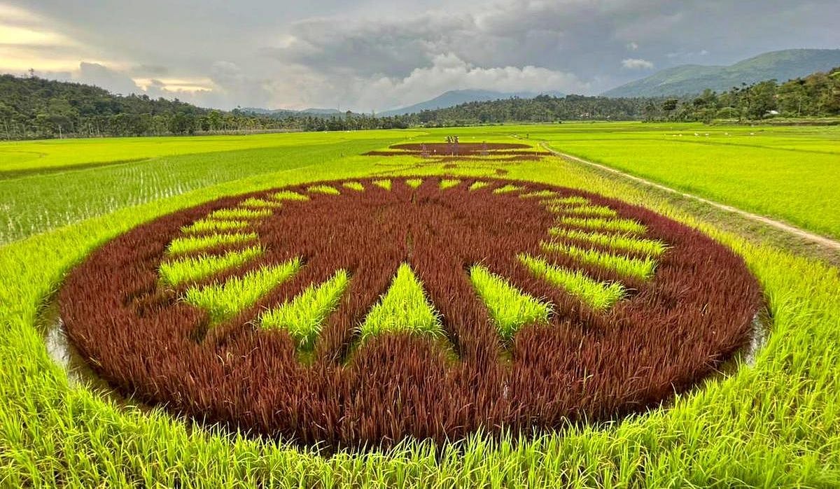 பாரம்பர்ய நெல்லில் `அசோக சக்கரம்’ டாம்போ கலையில் அசத்திய கேரள விவசாயி!