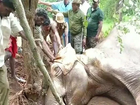 நடக்க முடியாமல் மயங்கிய பெண் யானை; மீட்டு தேற்ற முயன்ற வனத்துறை - சிகிச்சை பலனின்றி இறந்த சோகம்!