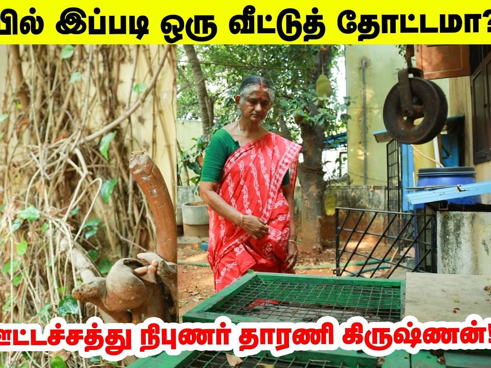 சென்னையில் இப்படி ஒரு வீட்டுத் தோட்டமா..?  அசத்தும் ஊட்டச்சத்து நிபுணர் தாரணி கிருஷ்ணன்