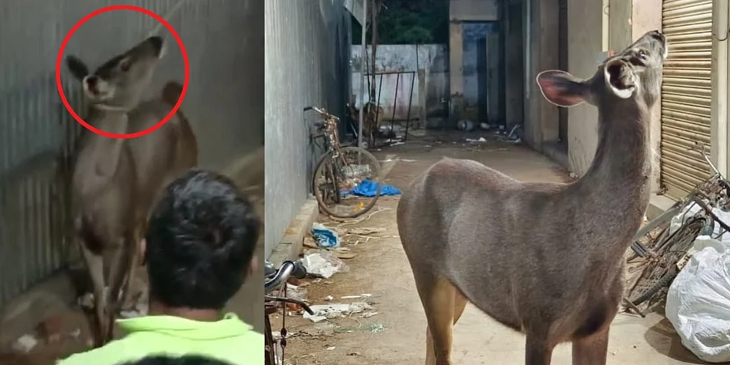 மிளா உயிரிழப்பு