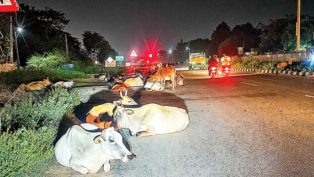 சாலையில் மாடுகள்... அதிகரிக்கும் விபத்து... அலட்சியத்தில் சுங்கச்சாவடி நிர்வாகம்...