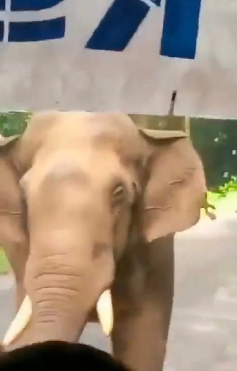 யானை