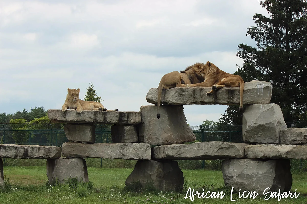 African lion safari