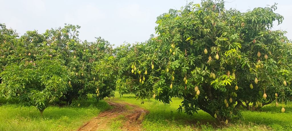 இடைப்பருவ மா சாகுபடி.