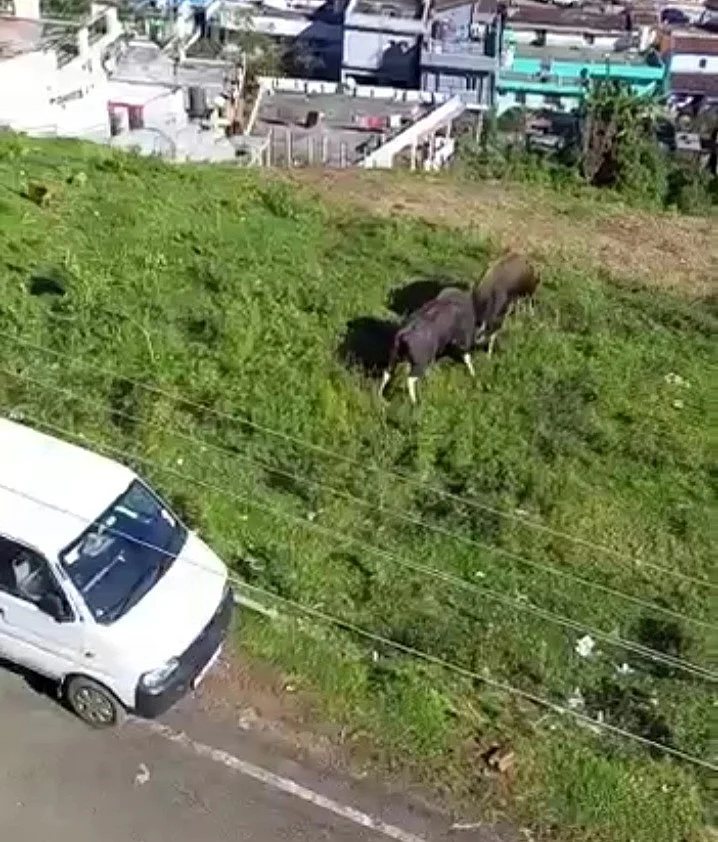 மோதிக்கொண்ட காட்டுமாடுகள்